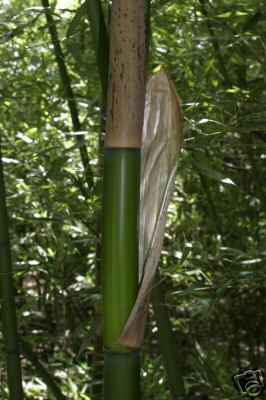 image of bamboo