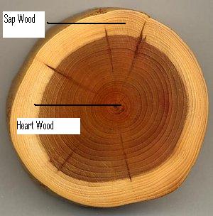 image of sap wood and heart wood