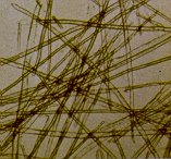 Picture of Softwood fiber