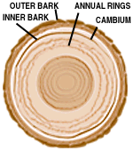 image of wood annual rings