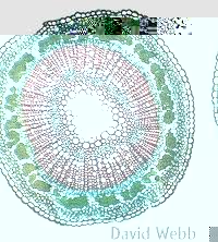 picture of bast fibers
