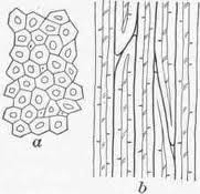 picture of bast fibers