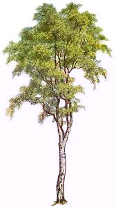 picture of hardwood tree or deciduous trees