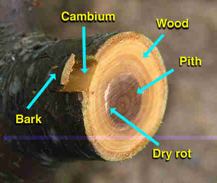 picture of cambium