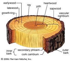 picture of cambium