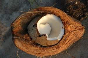 image of coconut
