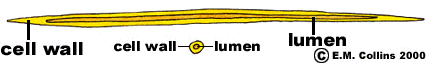 picture of fiber schematic