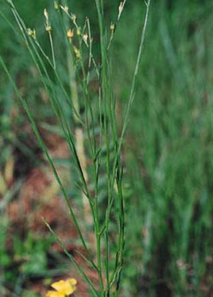 image of flax plant