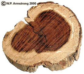 image of sap wood and heart wood