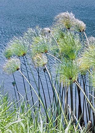 picture of papyrus plant