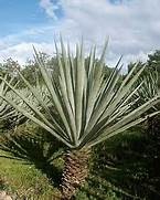 image of sisal plant